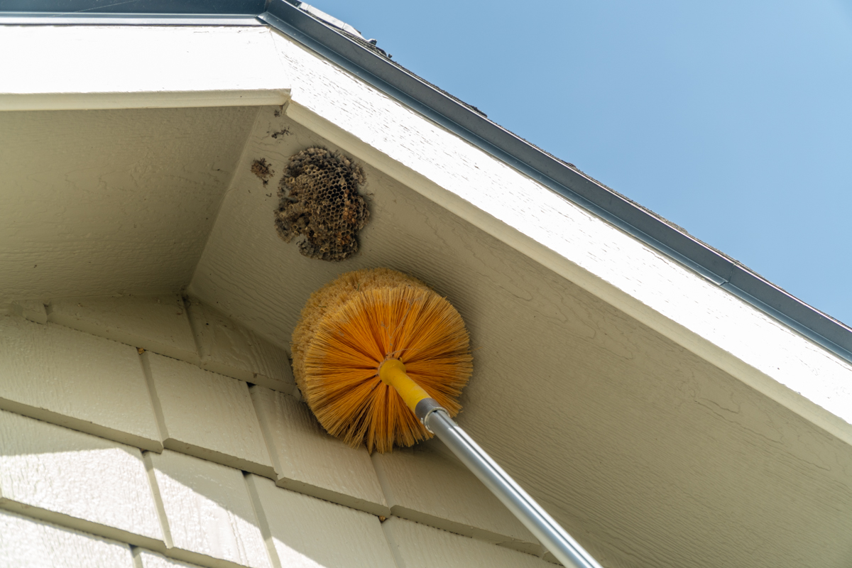 wasp nest removal with a long pole brush