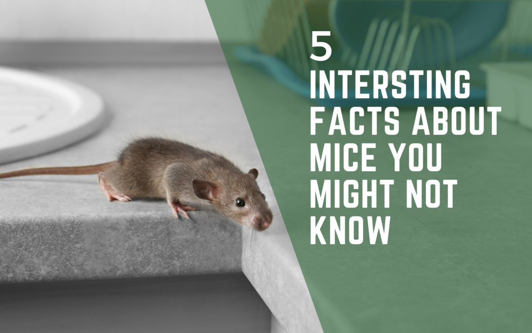 5 Interesting Facts About Mice You Might Not Know