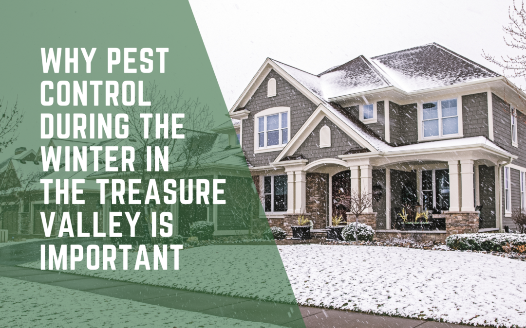 Why Pest Control During The Winter In The Treasure Valley Is Important