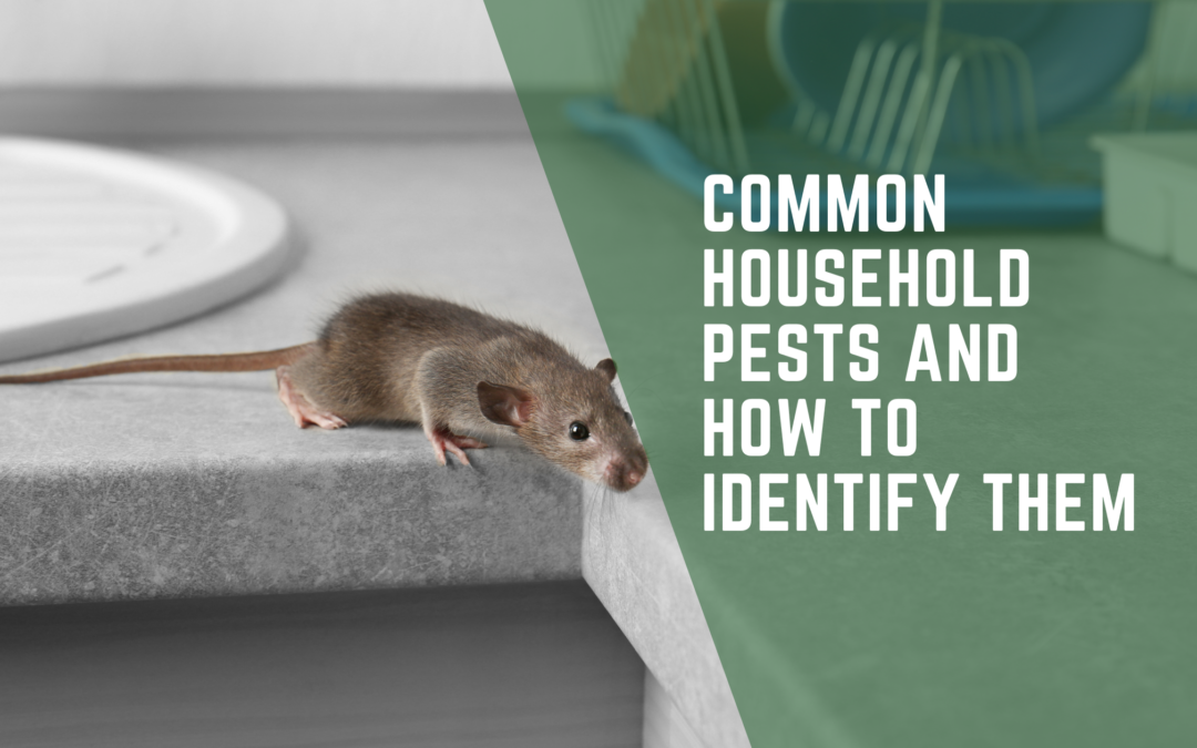 Common Household Pests and How to Identify Them