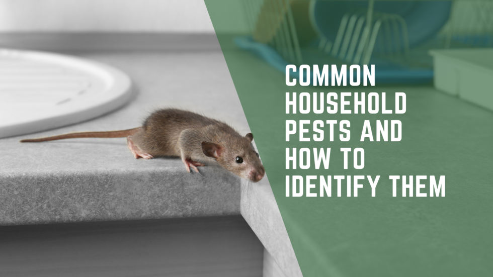 Common Household Pests And How To Identify Them Evade Pest Management