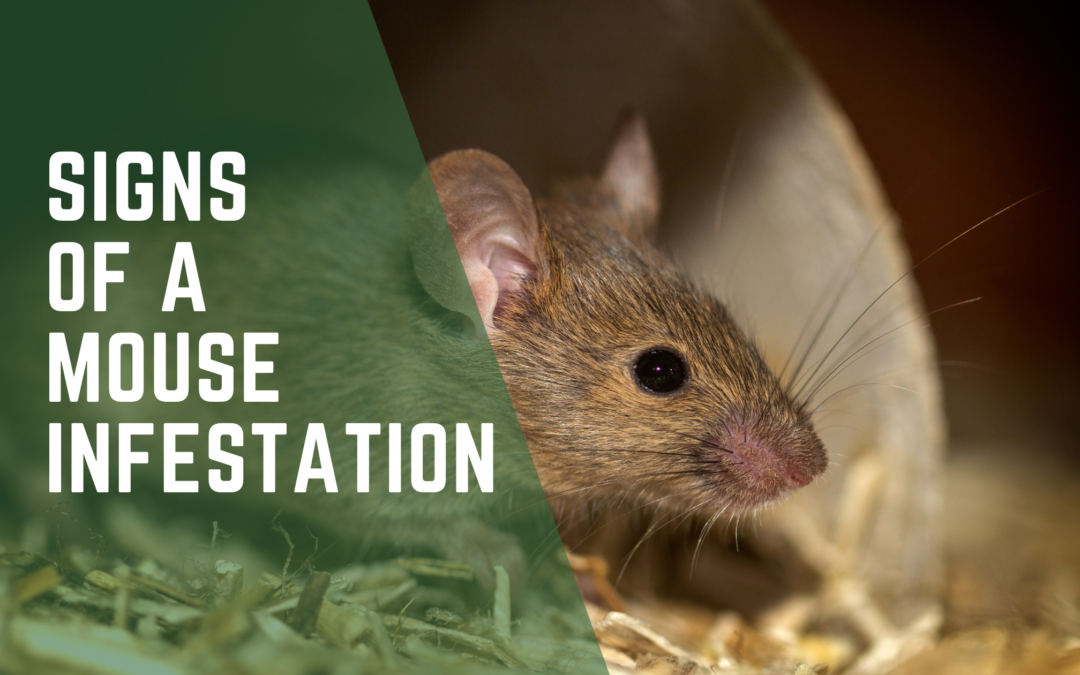Signs Of A Mouse Infestation Evade Pest Management