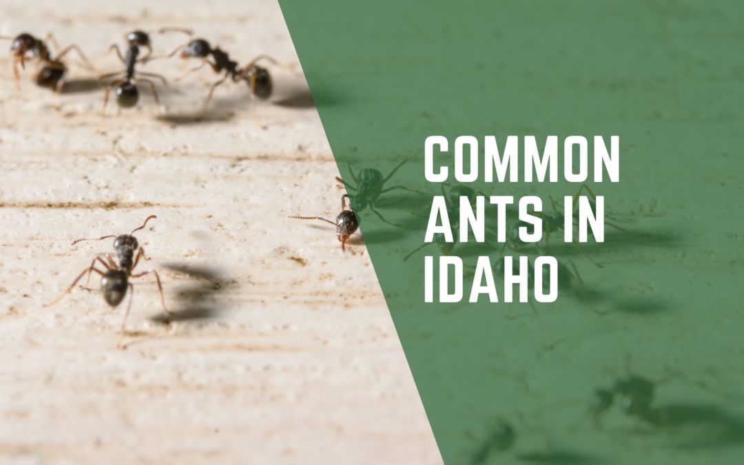 5 Common Ants in Idaho