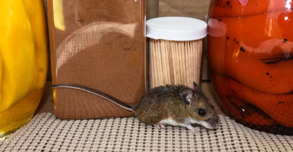 Mice Living in your Pantry