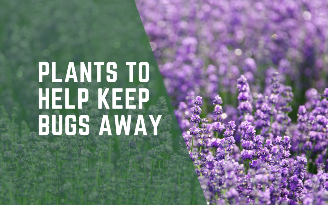 5 Plants to Help Keep Bugs Away
